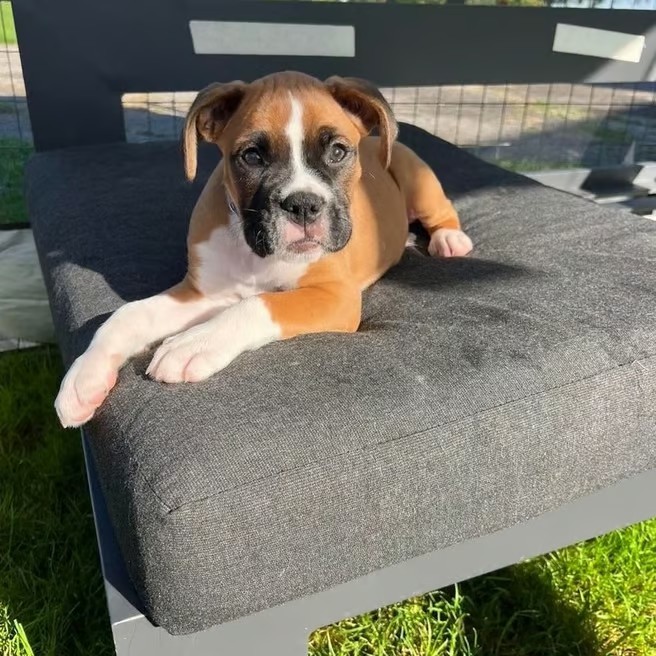 Happy and Healthy Boxer Puppy from a Reputable Breeder