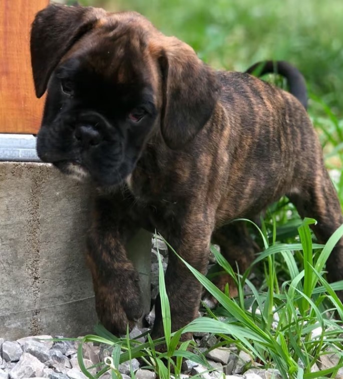 Max, a playful male Boxer puppy for sale
