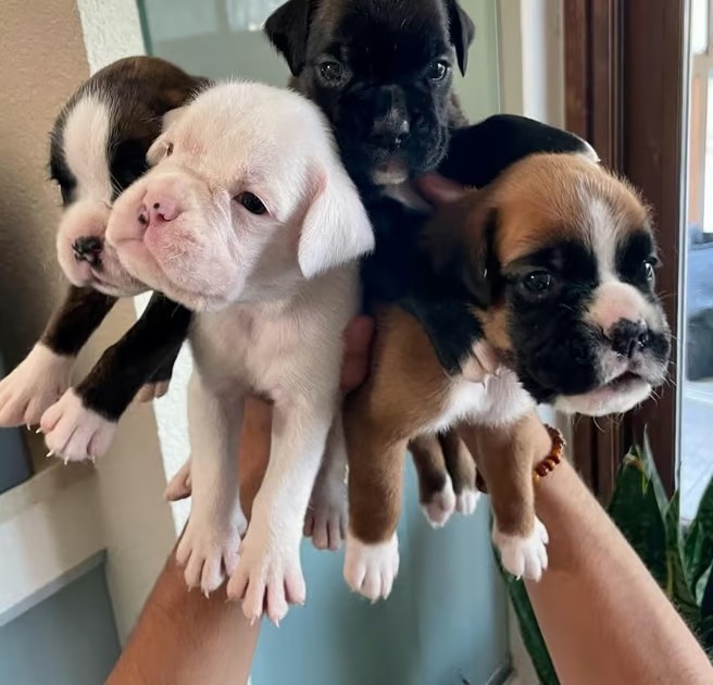 Trusted Boxer Puppy Breeder with Family Environment